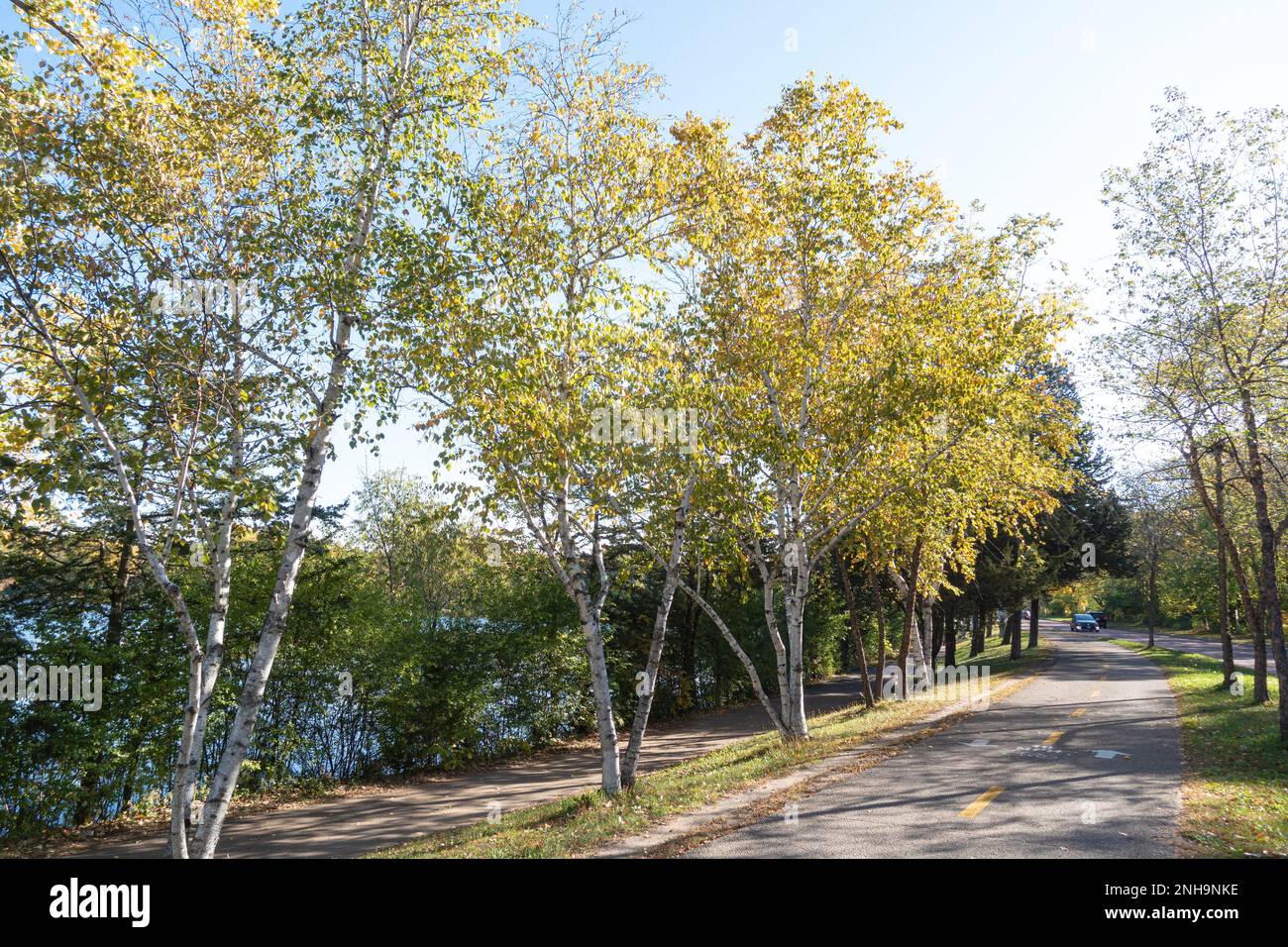 Ein Stand von Birkenbäumen, die sich allmählich in Gold verwandeln, neben dem Fahrradweg am Cedar Lake. Minneapolis Minnesota MN USA Stockfoto