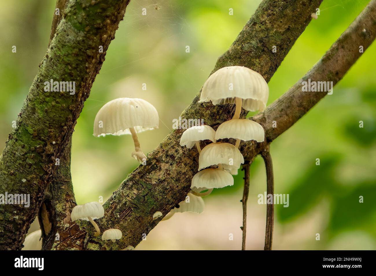 Weißer Pilz im Nationalpark Montagne D'Ambre, Madagaskar Stockfoto