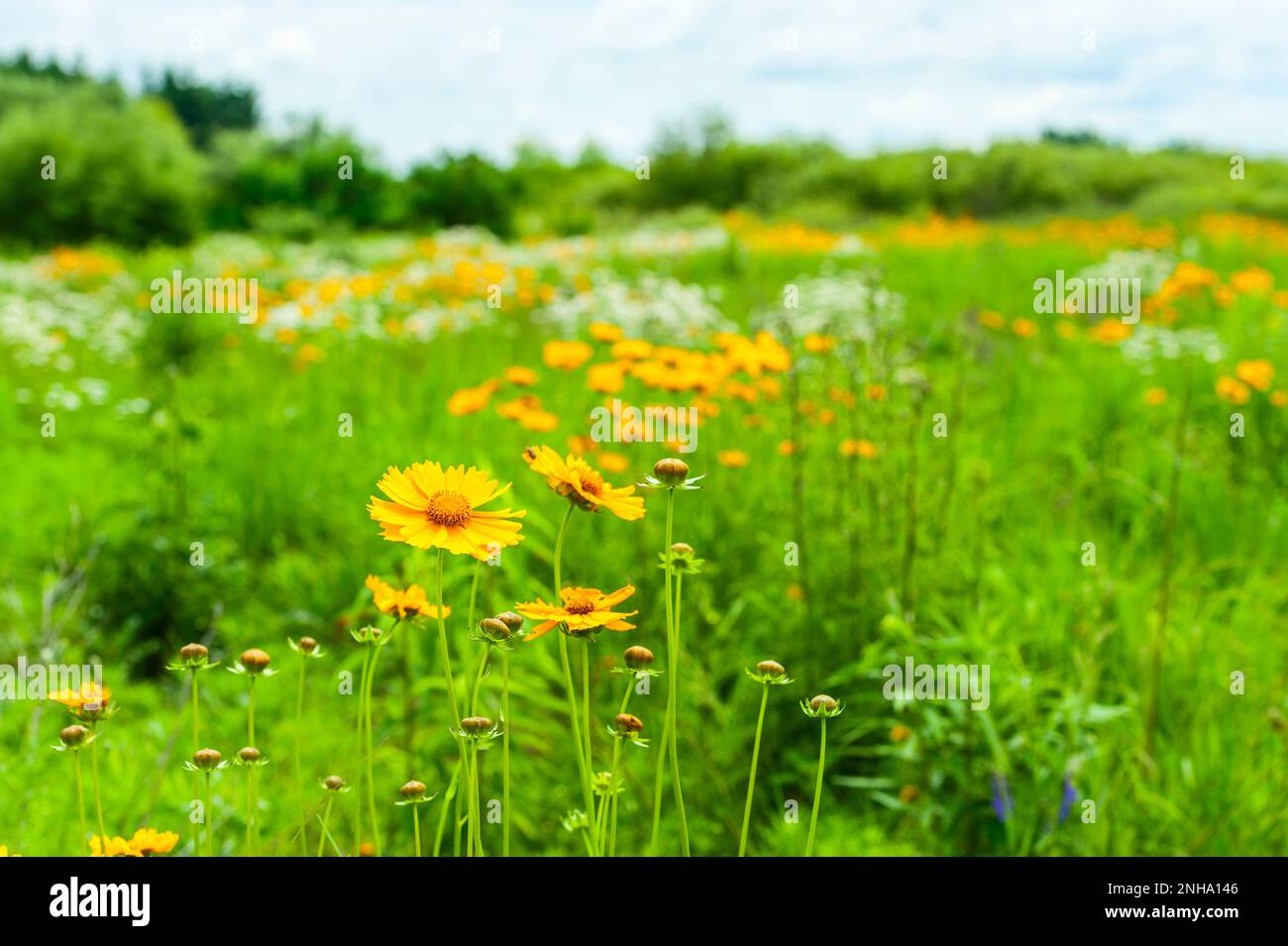 Feld mit wilden Gänseblümchen und coreopsis-Blumen im Juni in West-Michigan, USA. Stockfoto