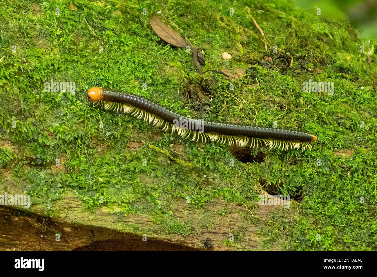 Orangene Millipede im Montagne D'Ambre National Park, Madagaskar Stockfoto