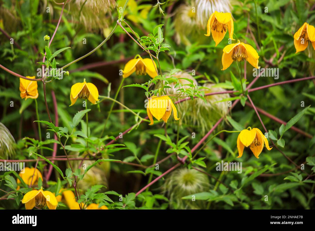 Die gelben Blüten und flauschige Samenköpfe von Clematis Tangutica "Bill Mackenzie" Stockfoto