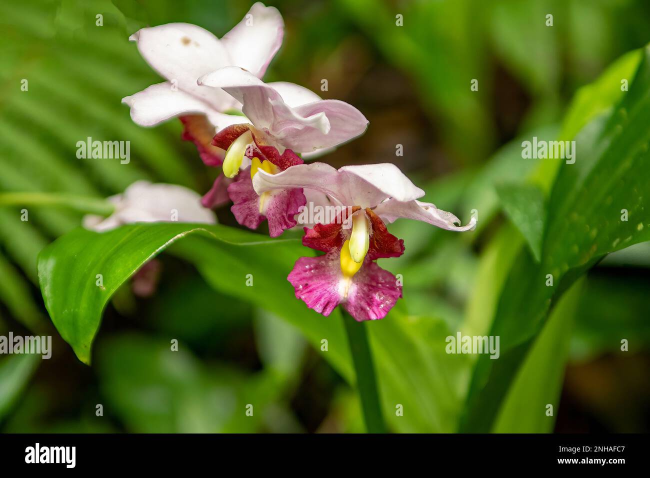 Orchidee im Nationalpark Montagne D'Ambre, Madagaskar Stockfoto