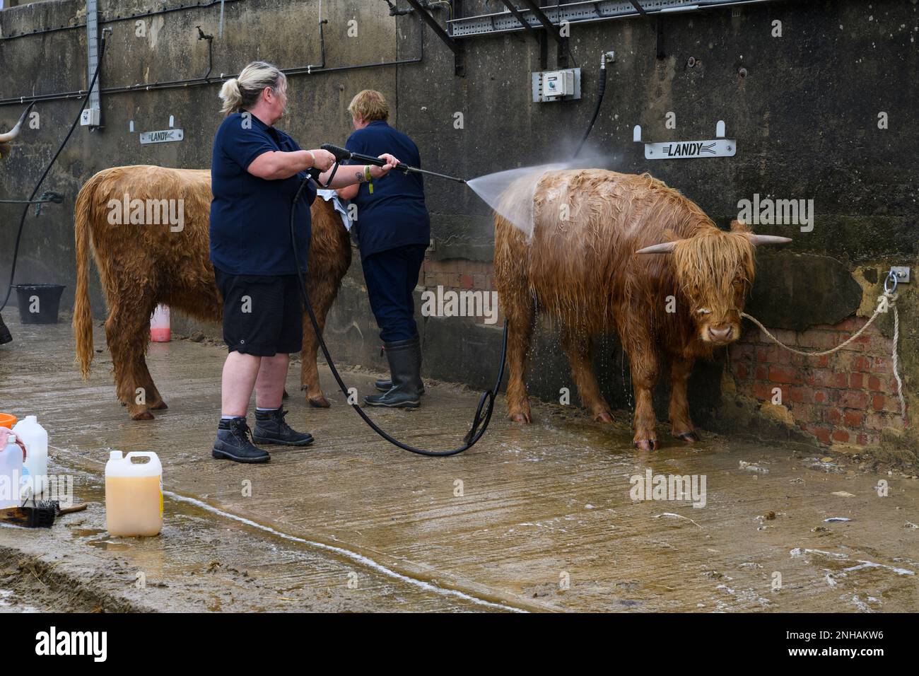 Stehende Frauen, Waschen, Waschen, Reinigen von Tieren (getränkte Highland-Kühe) mit Wassersprühgerät – Great Yorkshire Show 2022, Harrogate England, Großbritannien. Stockfoto