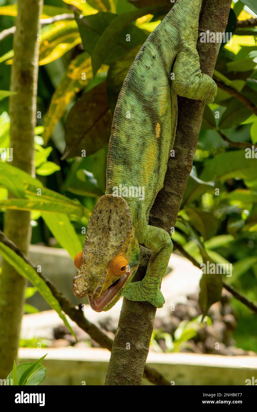 Pfarrer Chamäleon, Calumma parsonii in Lemuria Sanctuary, Nosy Be Stockfoto