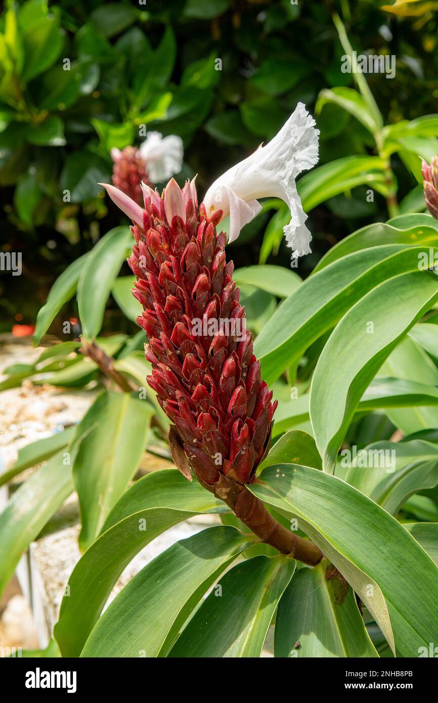 Cheilocostus speciosus, Crepe Ginger Stockfoto