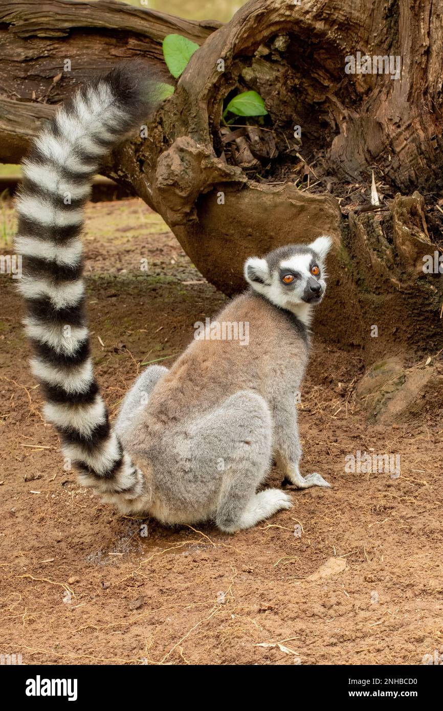 Ringschwanzlemur, Lemur catta im Lemuria Sanctuary, Nosy Be Stockfoto