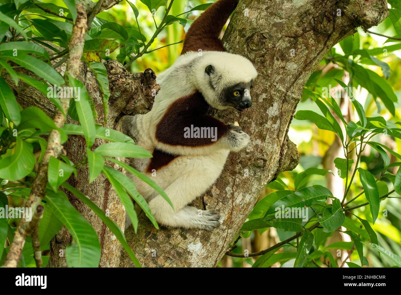 Coquerels Sifaka, Propithecus coquereli im Lemuria Sanctuary, Nosy Be Stockfoto