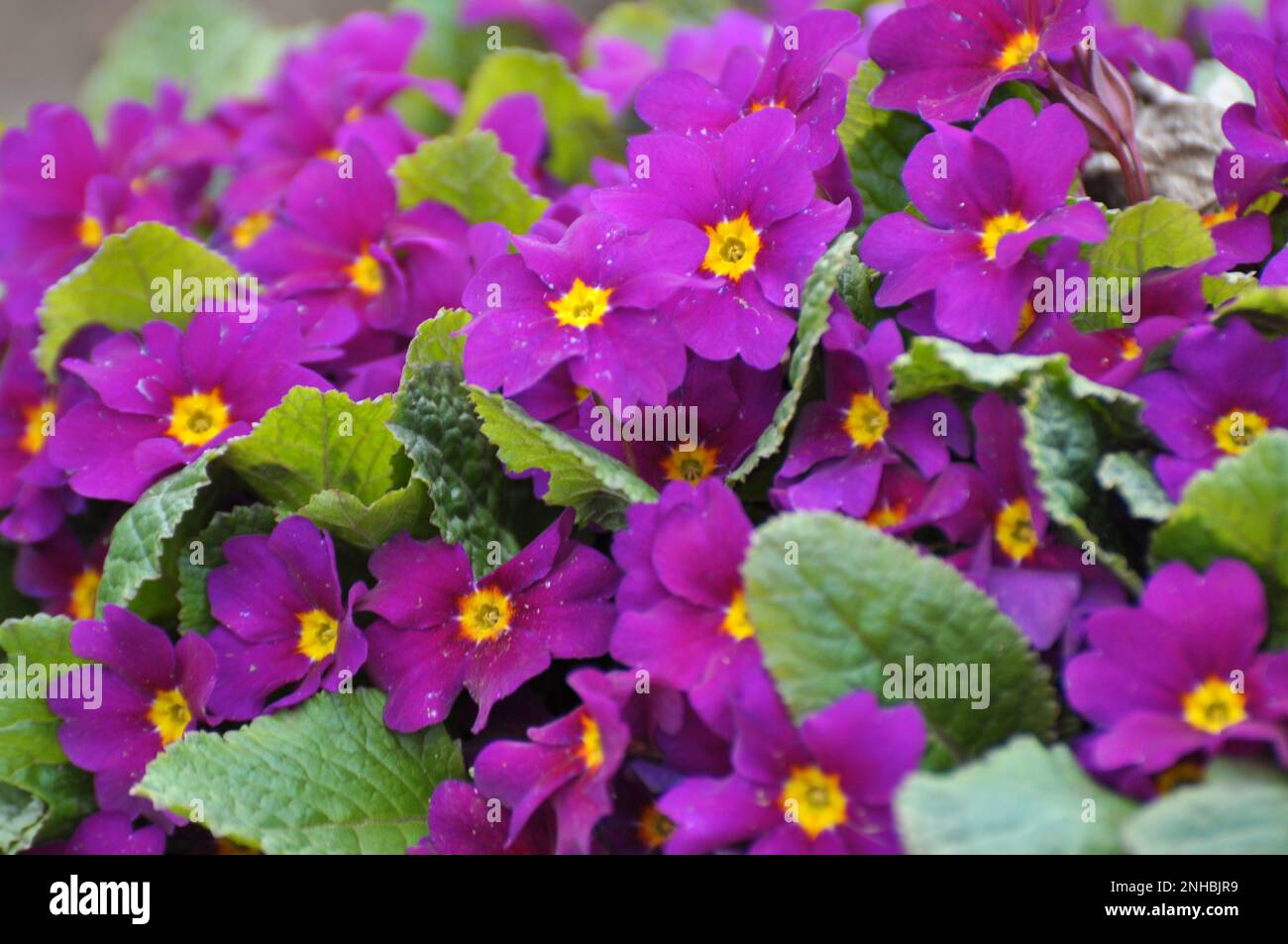 Primaten blühen im Blumenbeet im Garten Stockfoto