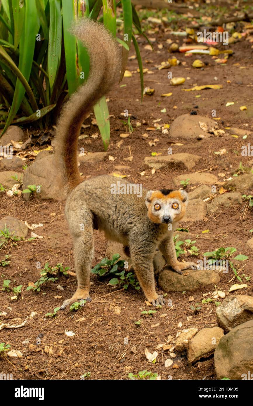 Gekrönter Lemur, Eulemur coronatus im Lemuria Sanctuary, Nosy Be Stockfoto