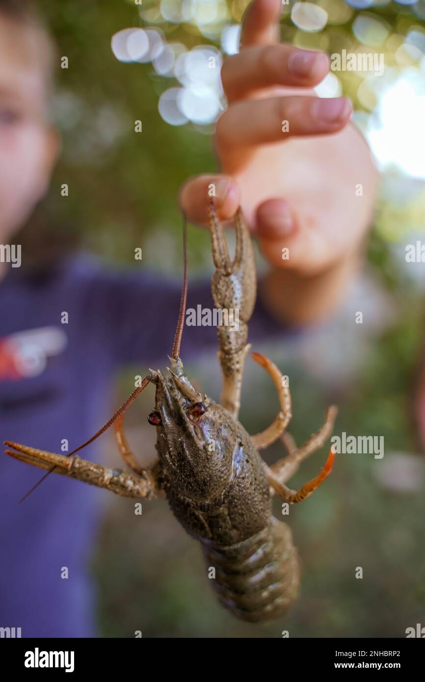 Flusskrebse hängen in der Luft und bewegen den Finger des Jungen. Krabbenkralle kneift sich die Hand. Der Finger eines Mannes auf einem Flusskrebs. Weichzeichner. Stockfoto