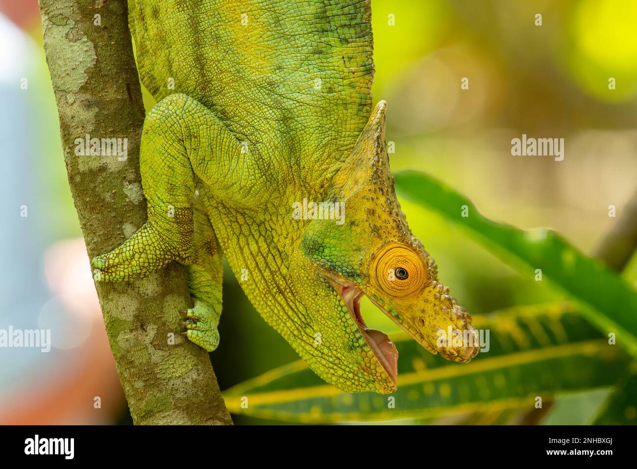 Pfarrer Chamäleon, Calumma parsonii in Lemuria Sanctuary, Nosy Be Stockfoto