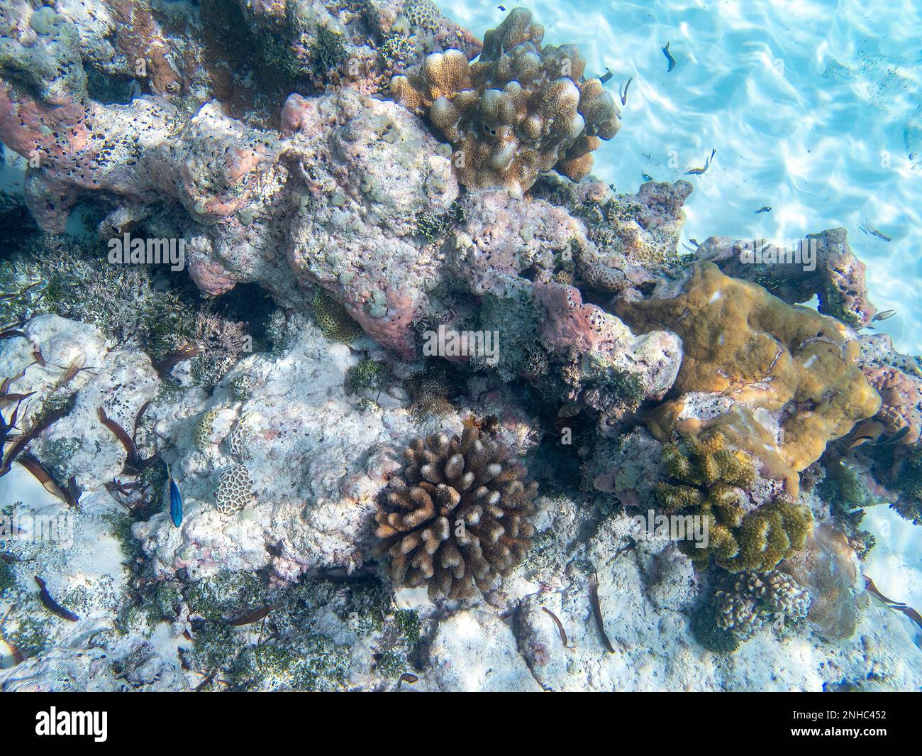 Fish and Coral auf Assumption Island, Seychellen Stockfoto