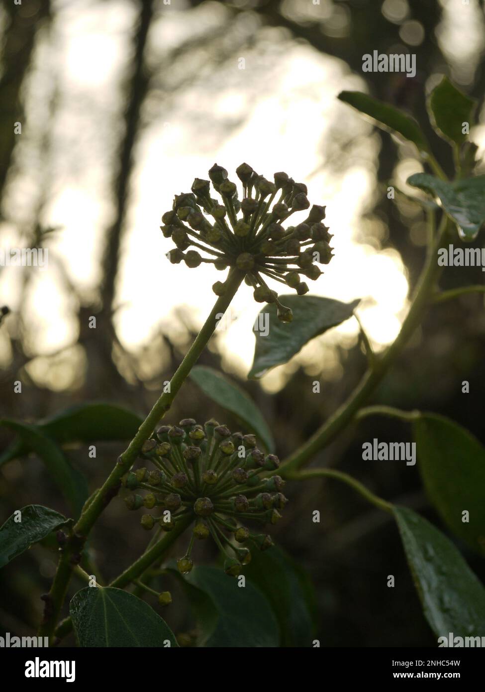 Ivy-Blumen mit Hintergrundbeleuchtung bei Sonnenuntergang im Winter Stockfoto