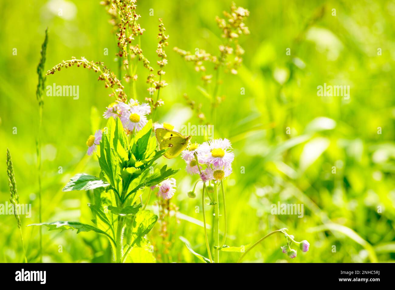 Schöner Frühling Stockfoto