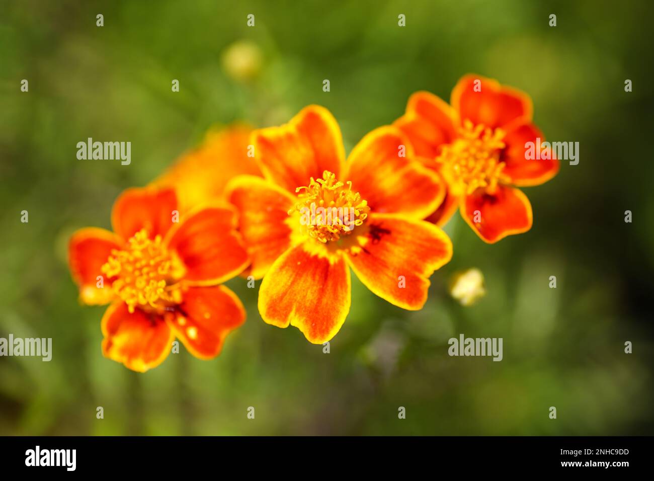 Wilde Blumen, wunderschöne Farben Stockfoto