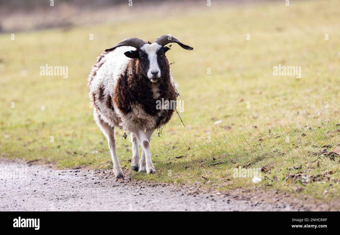 Ein brauner und weißer, seltener jakobs-Schaf, der im Frühling auf einer grünen Wiese steht Stockfoto