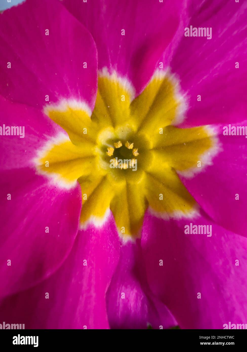 Ein erstaunliches Makrophogramm einer leuchtend rosa Primrose Stockfoto