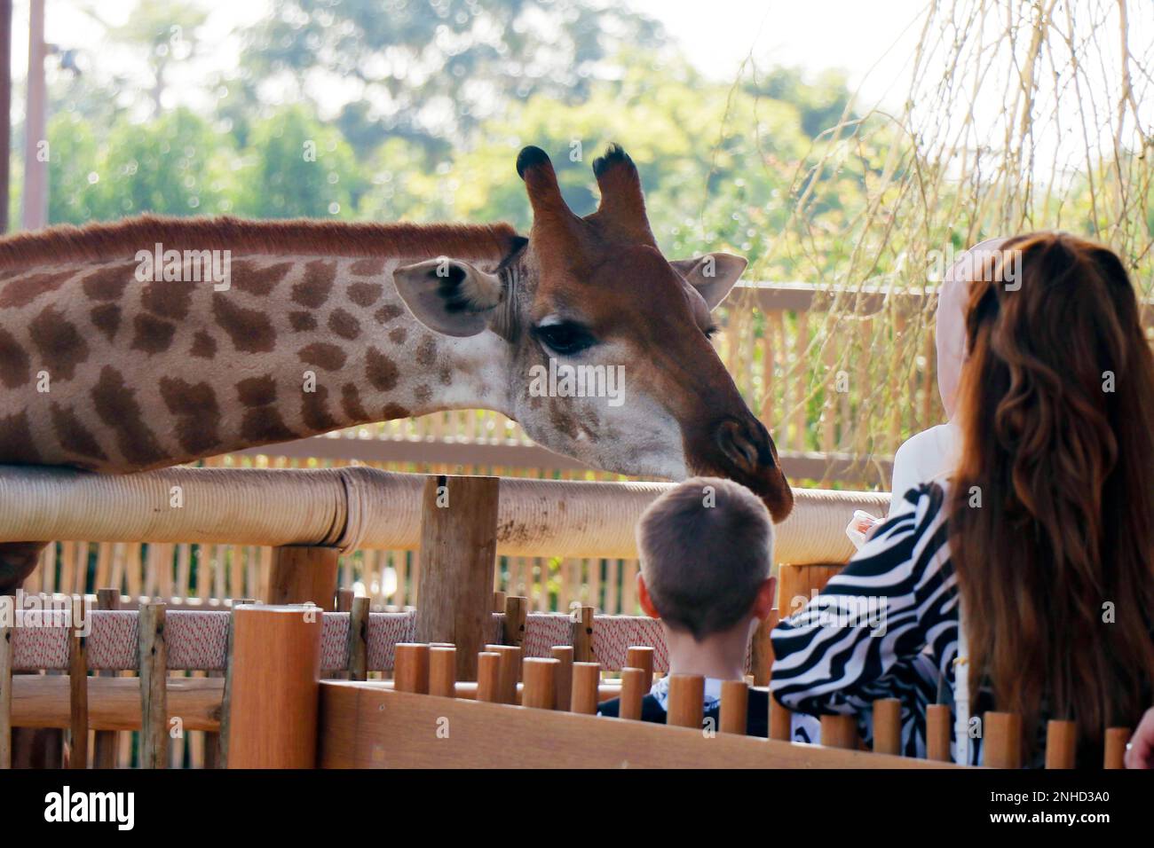 Wunderschöne braune nördliche Giraffe in einem Zoo während der Fütterung Stockfoto