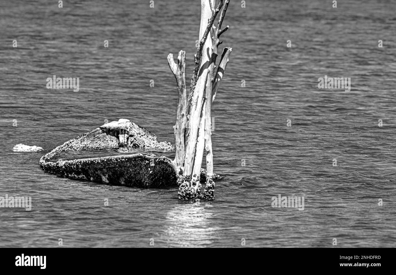 Verblasster Ruhm: Ein Schwarzweißfoto eines verlassenen, halb versunkenen Fischerboots Stockfoto