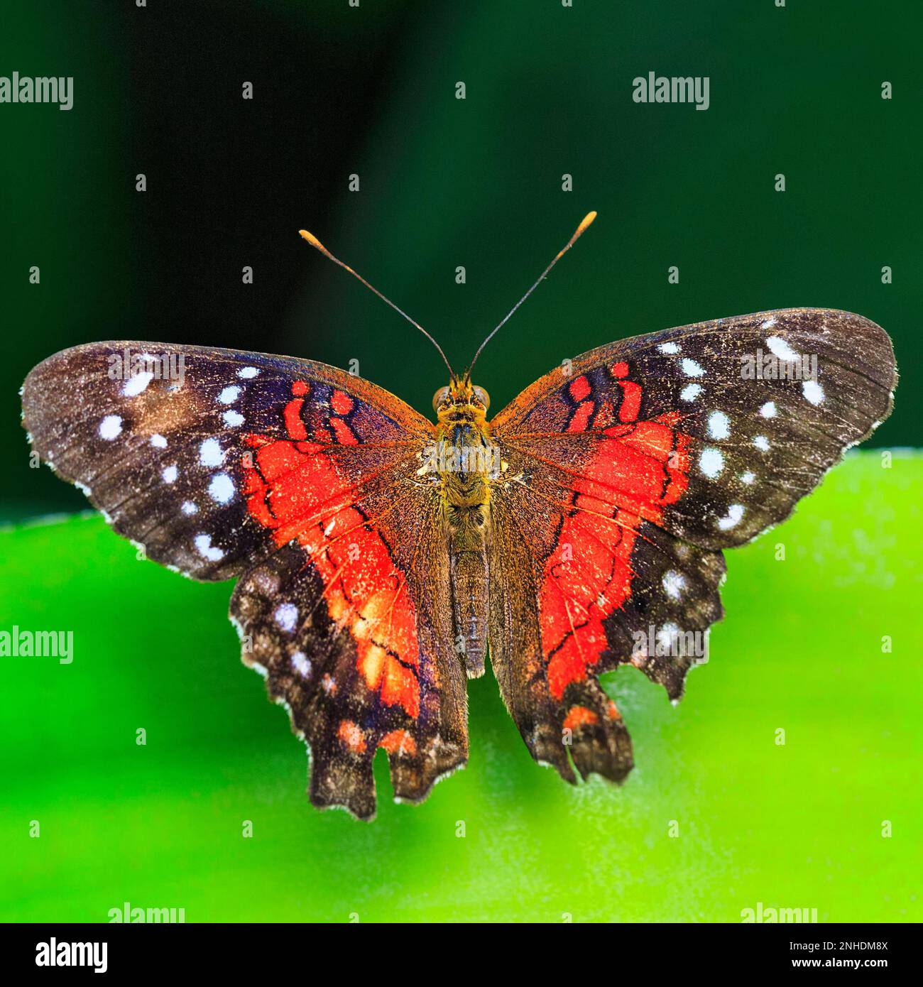 Roter brauner Pfau (Anartia amathea), in Gefangenschaft Stockfoto