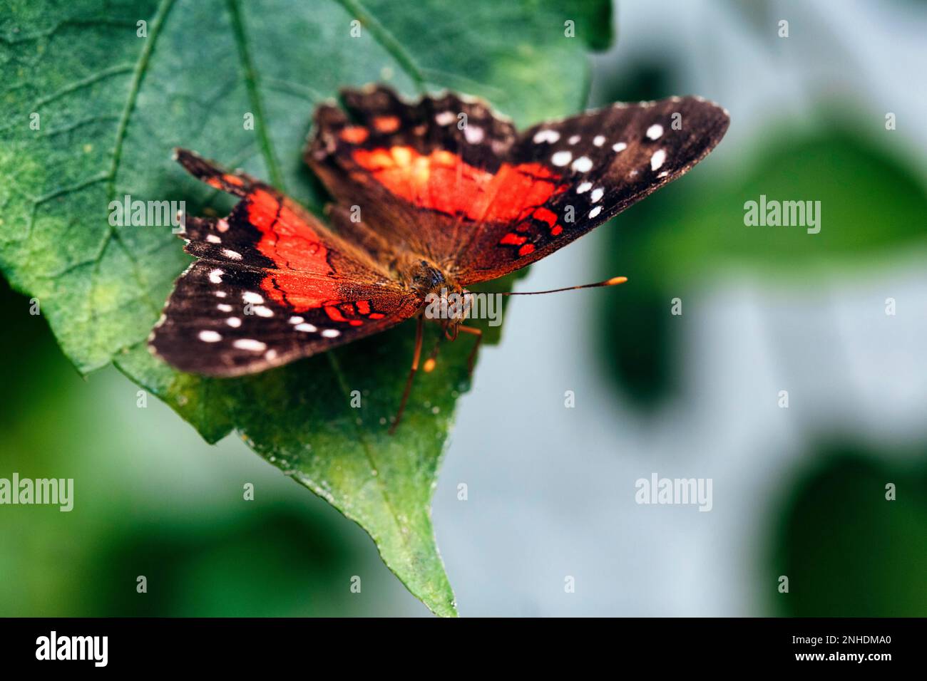 Roter brauner Pfau (Anartia amathea), in Gefangenschaft Stockfoto