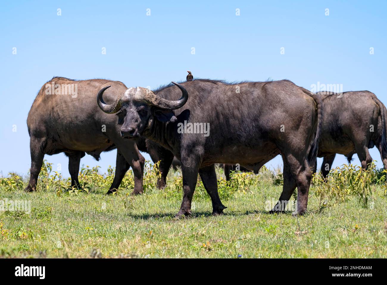 Kap-Büffel, auch bekannt als schwarzer Büffel, afrikanischer Büffel (Syncerus caffer) oder Steppenbüffel, Rotschnabelochel (Buphagus erythrorhynchus) Stockfoto