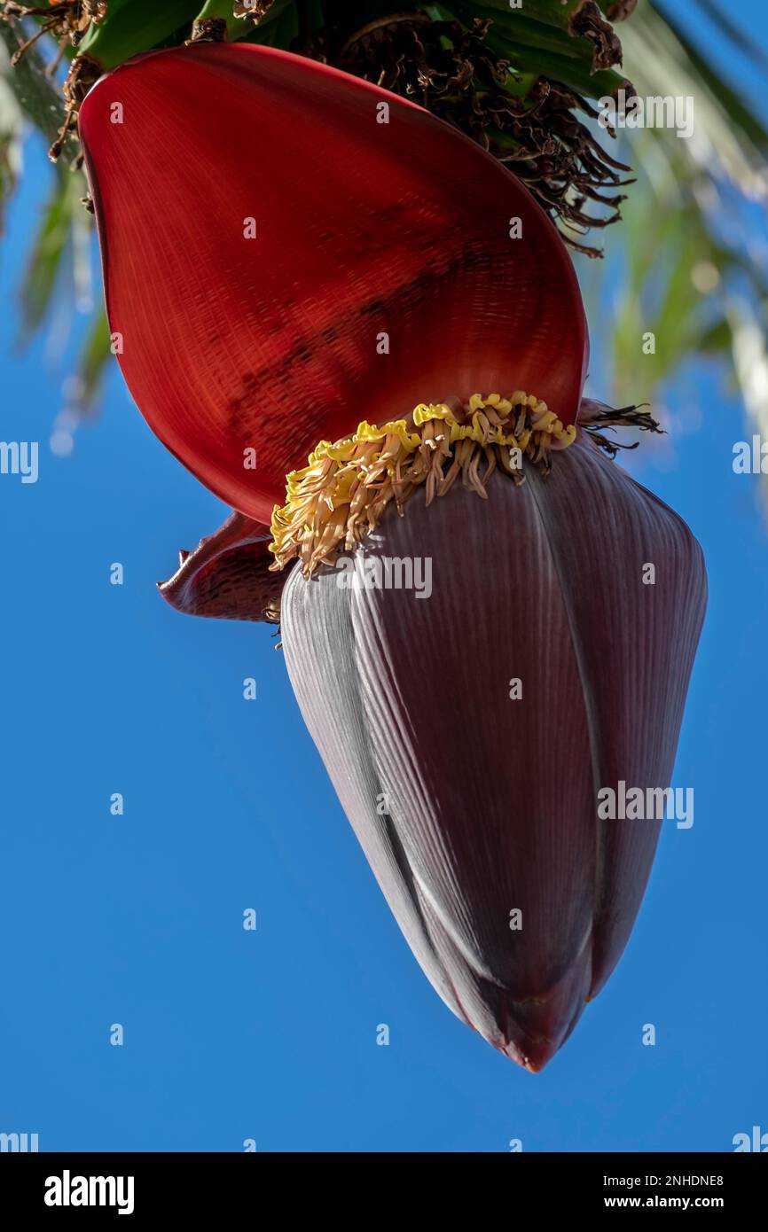 Infloreszenz einer Bananenpflanze Stockfoto