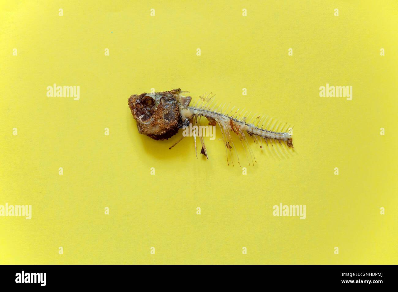 Gebratenes Fischskelett auf gelbem Hintergrund, Nahaufnahme Stockfoto