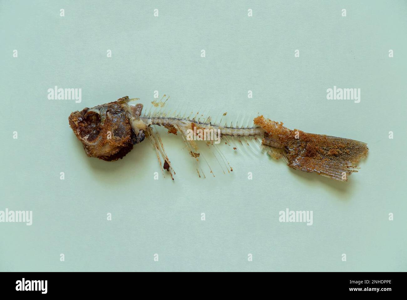 Gebratenes Fischskelett auf blauem Hintergrund Stockfoto