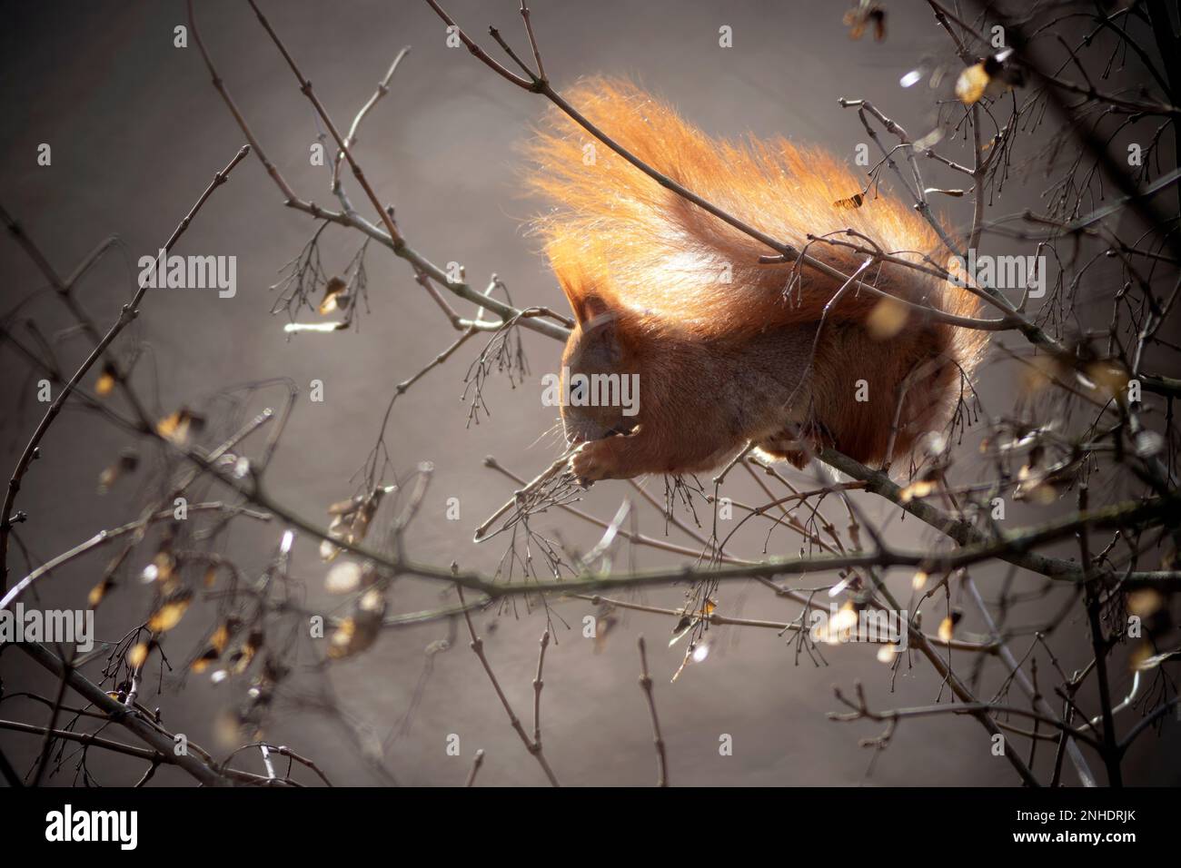 Rotes Eichhörnchen (Sciurus vulgaris), das ahornholz-samaras füttert Stockfoto