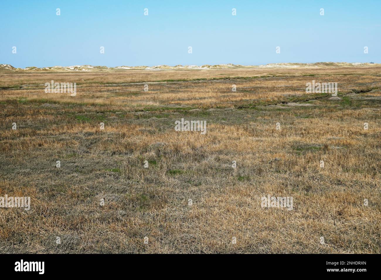 Salzmarsch und Sanddünen an der deutschen Nordseeküste in Sankt Peter-Ording - Naturhintergrund mit Kopierraum Stockfoto