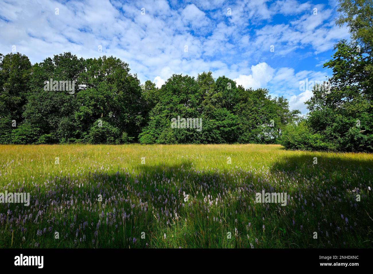 Fleckmoorland Fleckorchidee (Dactylorhiza maculata), Wankumer Heide, Niederrhein, Nordrhein-Westfalen, Deutschland, Europa Stockfoto