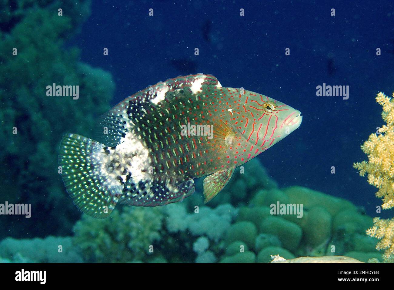 Abudjubbe (Cheilinus abudjubbe), House Reef Tauchplatz, Mangrove Bay, El Quesir, Rotes Meer, Ägypten Stockfoto