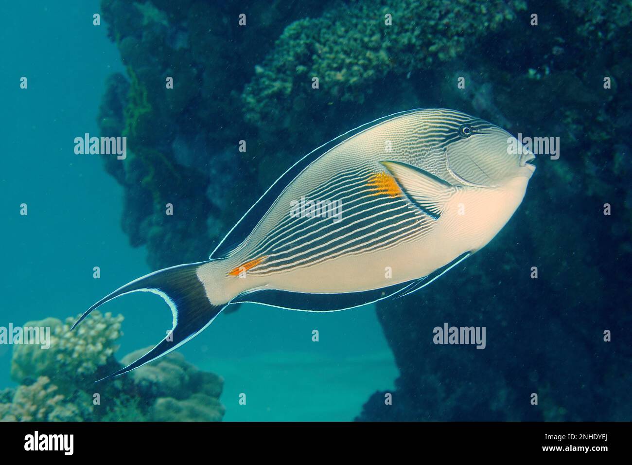 Chirurg des Roten Meeres-Clowns (Acanthurus sohal), Tauchplatz am Torfa Lassal Riff, El Quesir, Rotes Meer, Ägypten Stockfoto