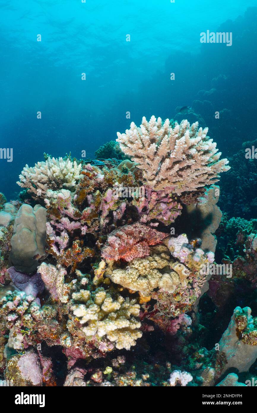 Skorpionfische (Scorpaenopsis barbata) in kleinen Polypen der Steinkorallen (Acropora). Tauchplatz Torfa Lassal Reef, El Quesir, Rotes Meer, Ägypten Stockfoto