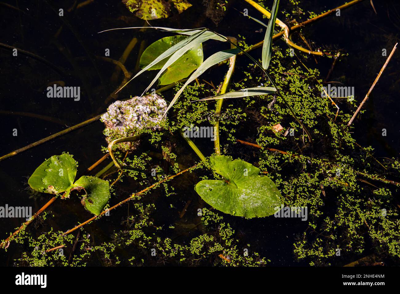 Blätter in den See Stockfoto