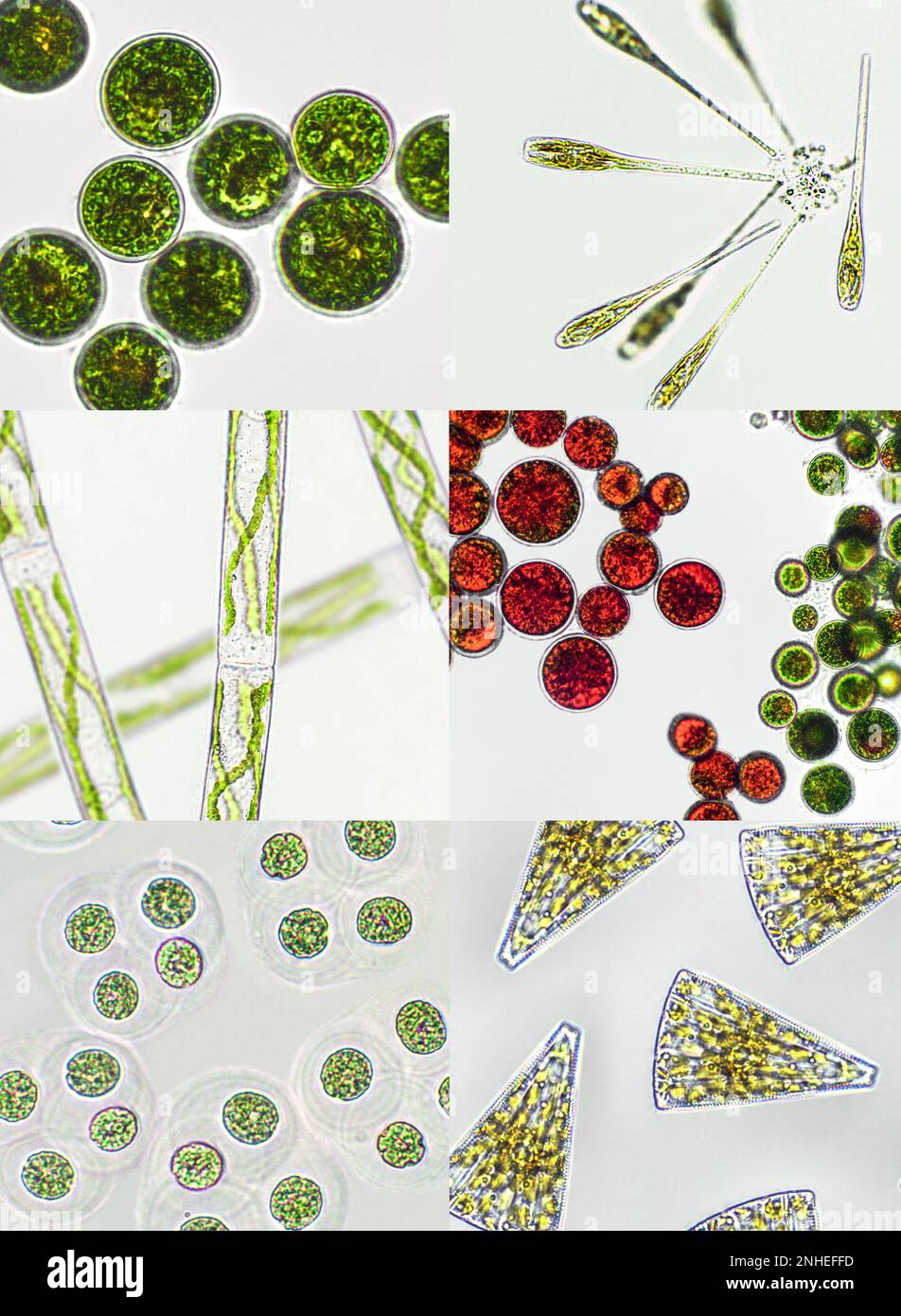 Mikroalgen unter mikroskopischer Sicht, Grünalgen, Cyanobakterien, Phytoplankton, Diatom, Algengemisch-Collage-Hintergrund Stockfoto