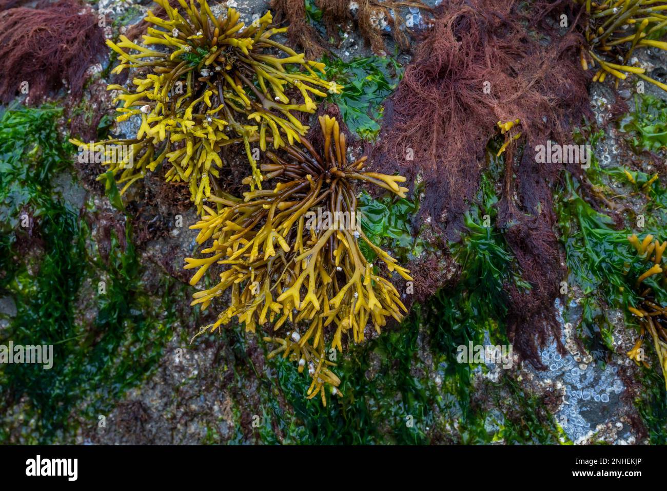 Rockweed, Fucus gardneri, mit anderen Seetang-Arten am Point of Arches im Olympic National Park, Washington State, USA Stockfoto