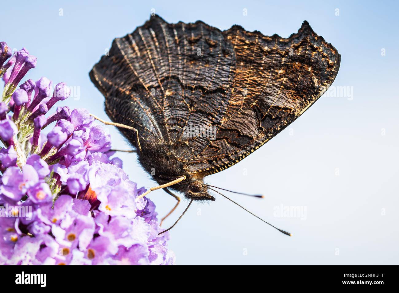 Der Schmetterling Peacock mit den Flügeln nach oben geklappt Stockfoto