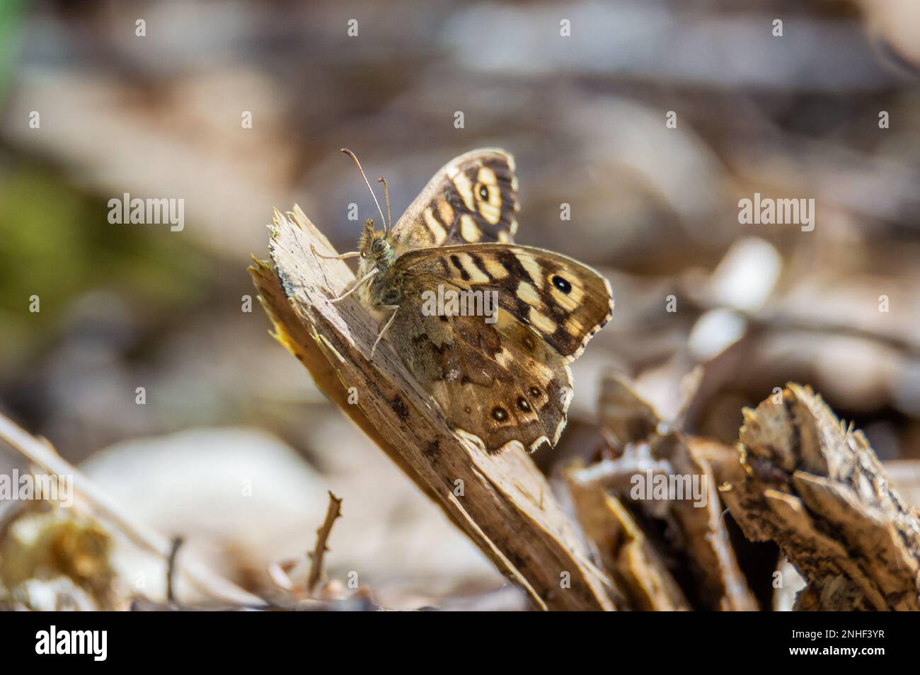 Gesprenkelter Holzschmetterling, der auf einem Stück Holz posiert Stockfoto