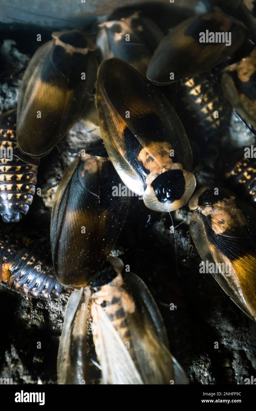 Viele schwarze und gelbe Käfer mit Flügeln zeigen Details Stockfoto