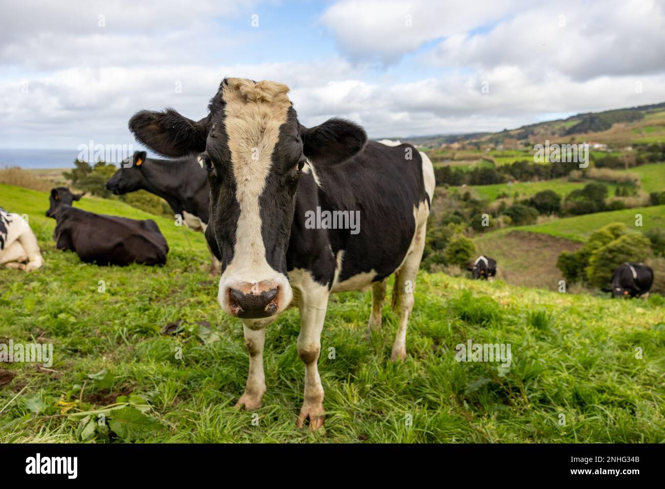 Süße Kuh auf der Weide mit grünem Gras, Azoren Inseln, Berge mit Rindern. Stockfoto