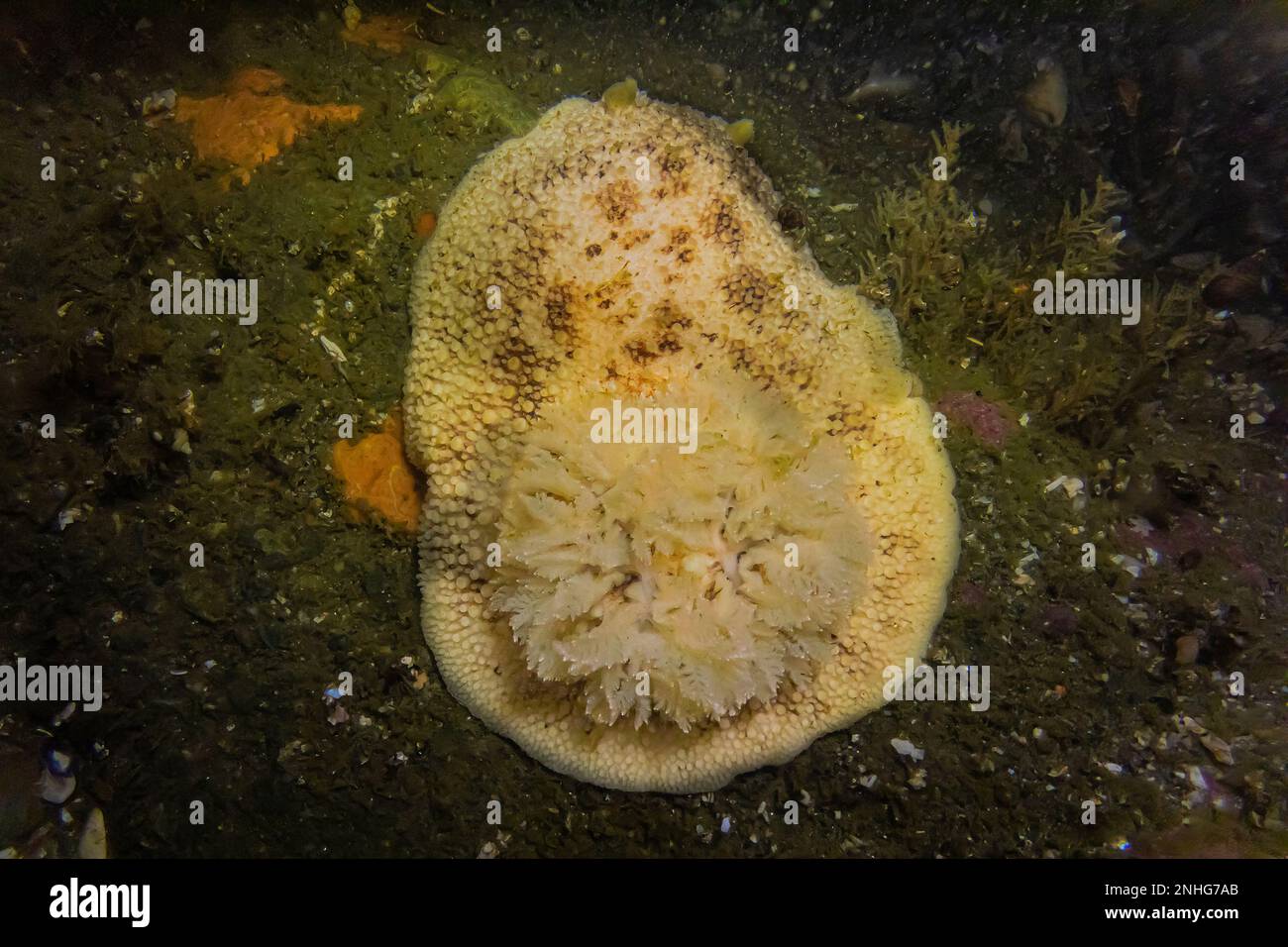 Giant Freckled Dorid, Peltodoris lentiginosa, am Point of Arches im Olympic National Park, Washington State, USA Stockfoto