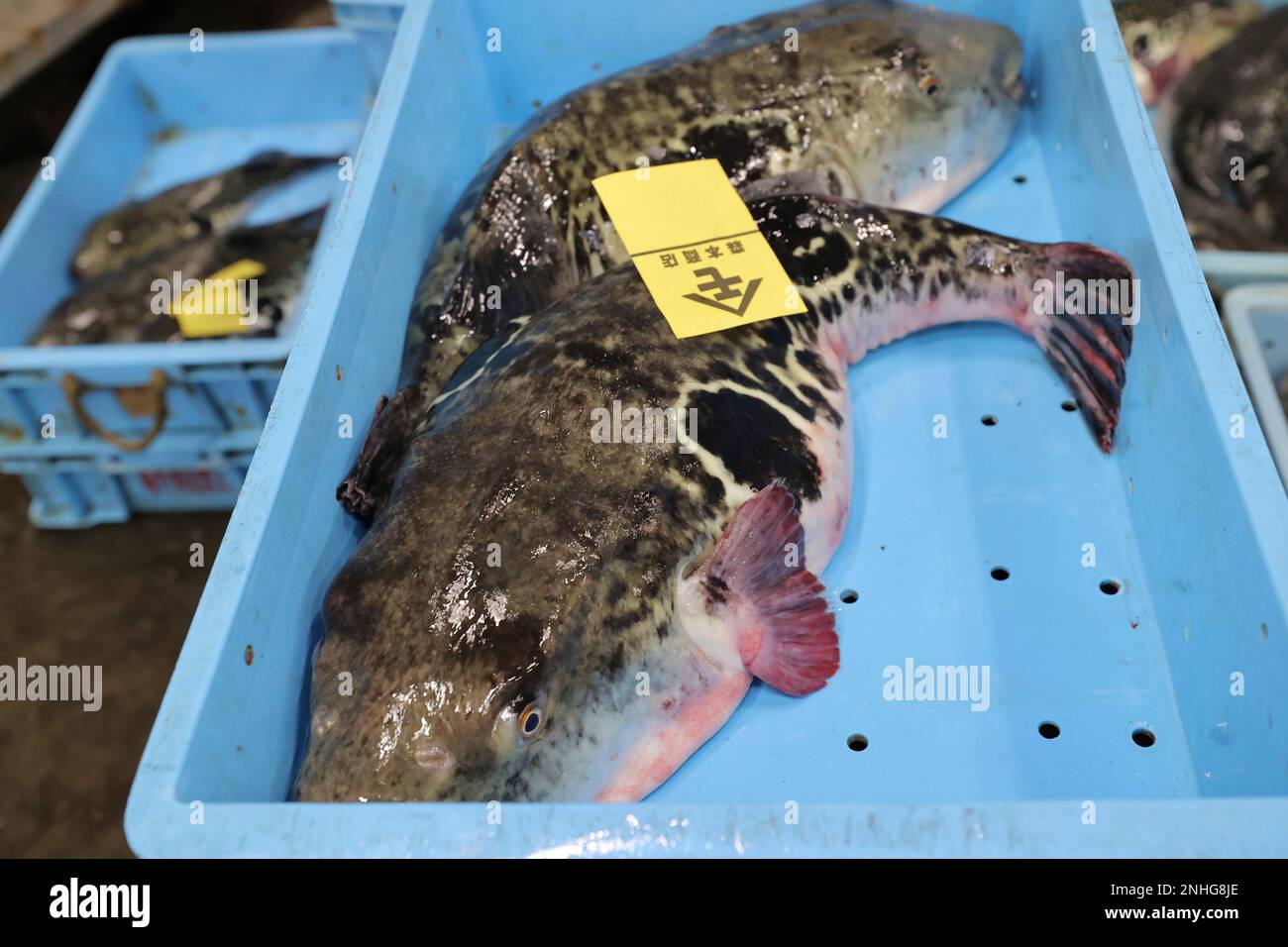 This year's first auction of blowfish is held at the Haedomari temporary market in Shimonoseki City, Yamaguchi Prefecture, western Japan, on January 4, 2023. The market has handled the largest amount on balloon fish in Japan. The blowfish auction is conducted by "bag auction" which the bidder and the middleman hold their fingers in a black tubular bag to determine the price. ( The Yomiuri Shimbun via AP Images ) Stockfoto