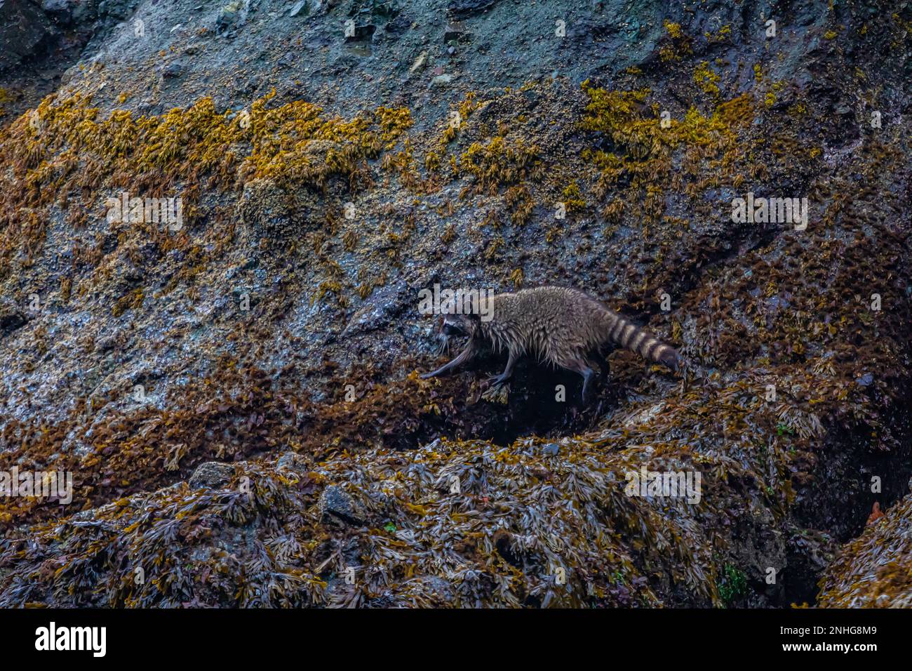 Waschbär, Procyon Lotor, bei Ebbe am Shi Beach im Olympic National Park, Washington State, USA Stockfoto