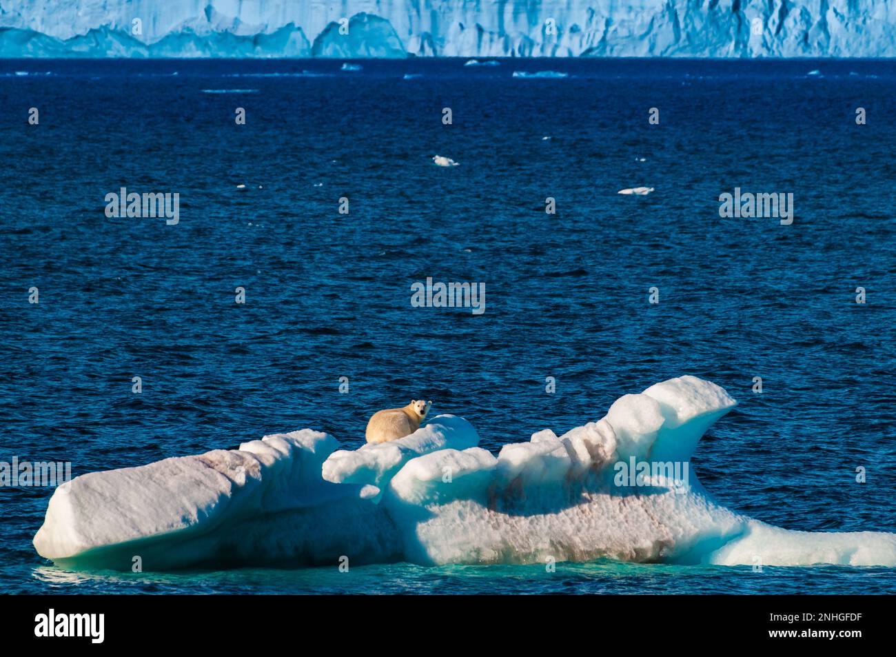 Großer Eisbär sitzt auf einem kleinen Eisbeutel im Polarkreis, Nordaustlandet, Svalbard, Norwegen Stockfoto