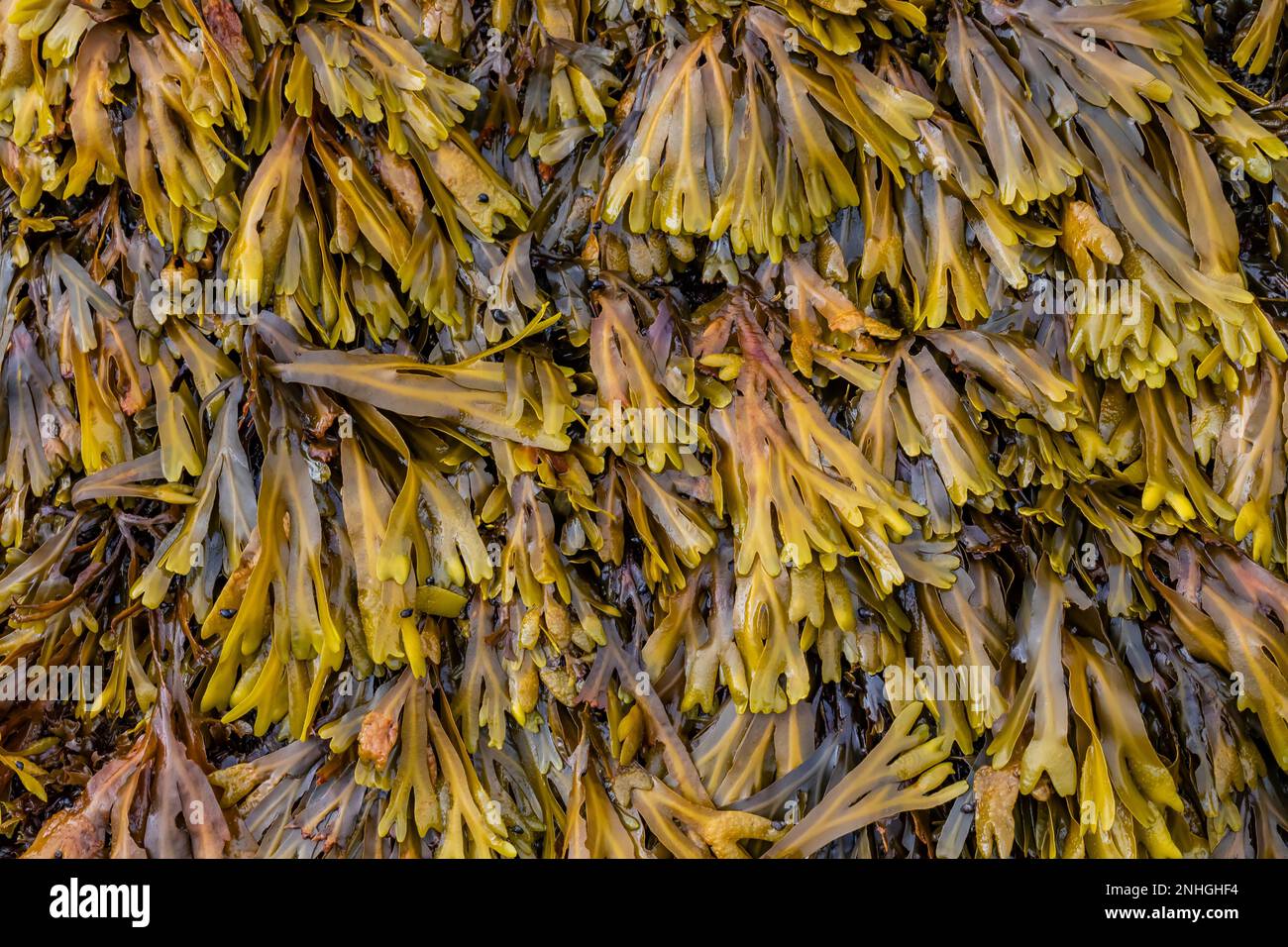 Bladderwrack, Fucus gardneri, auf Felsen am Point of Arches im Olympic National Park, Washington State, USA Stockfoto