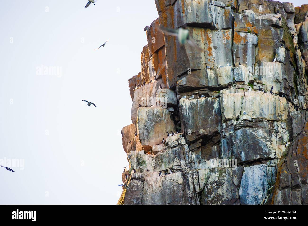 Tausende Seevögel nisten auf den Alkefjellet-Klippen in Kapp Fanshawe auf den Svalbard-Inseln Norwegens Stockfoto