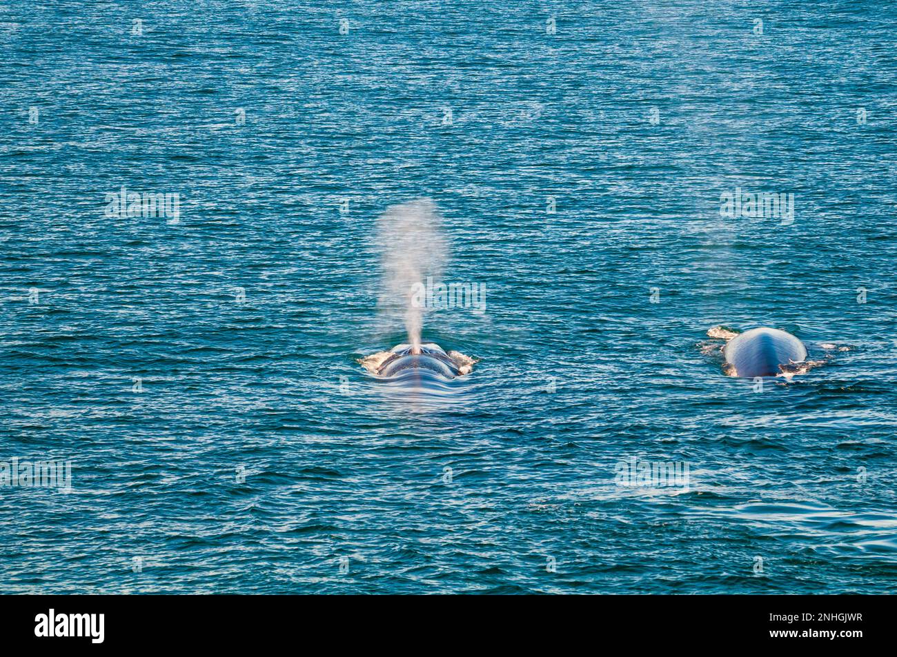 Wale spucken, bevor sie vor den Svalbard-Inseln Norwegens eintauchen Stockfoto