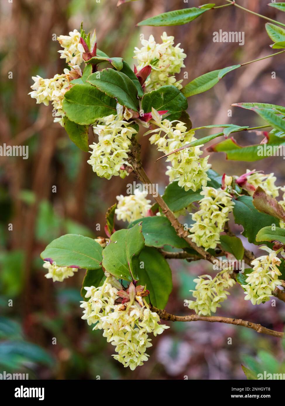 Blassgelbe Blüten des kalten, winterlichen, blühenden Strauchs, Ribes laurifolium „Amy Doncaster“ Stockfoto